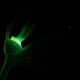 Green biofluorescence emitted from the fish when exposed to blue fluorescent light